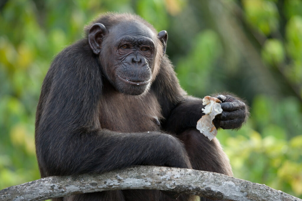 Rainforests & Fireflies: Kuala Lumpur, Borneo & Bali
