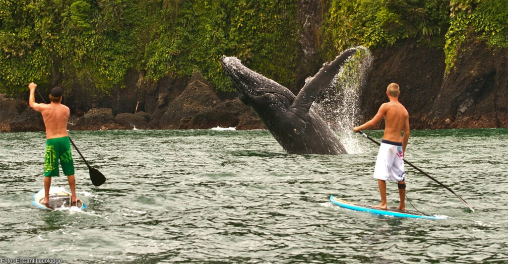 Luxury North Iceland Whale Paddleboard Itinerary (5 Nights)