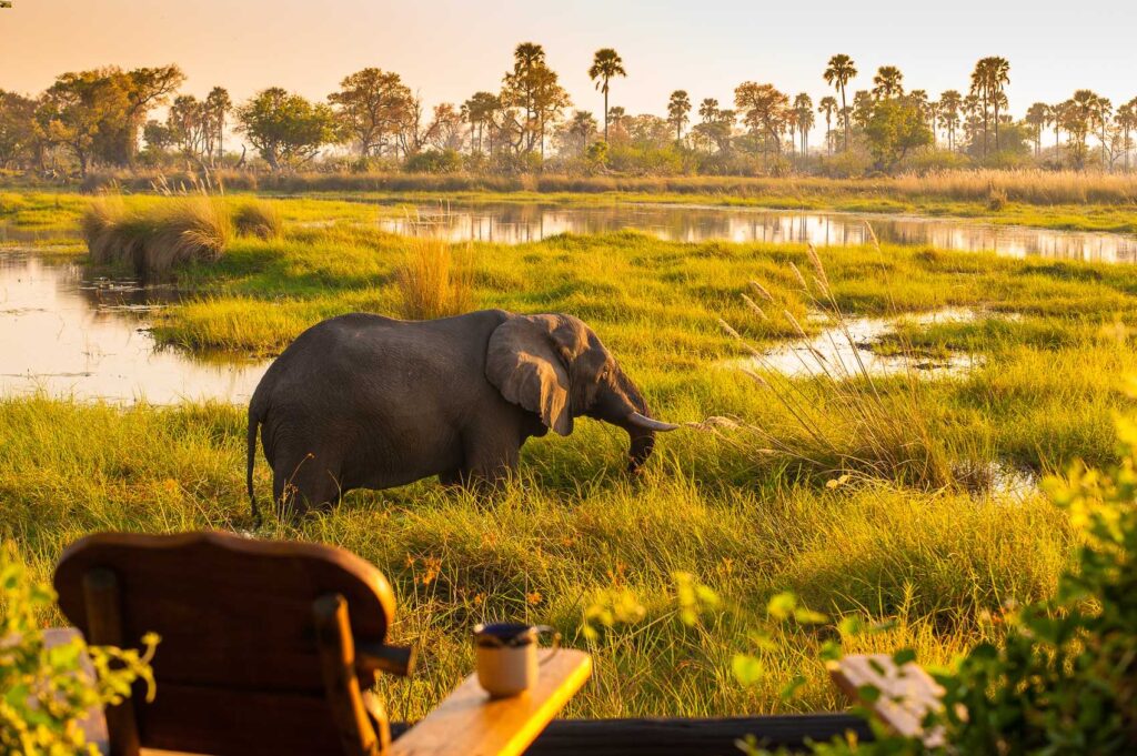 A Botswana Safari Holiday That Covers Delta Waterways, Desert Skies, and Victoria Falls