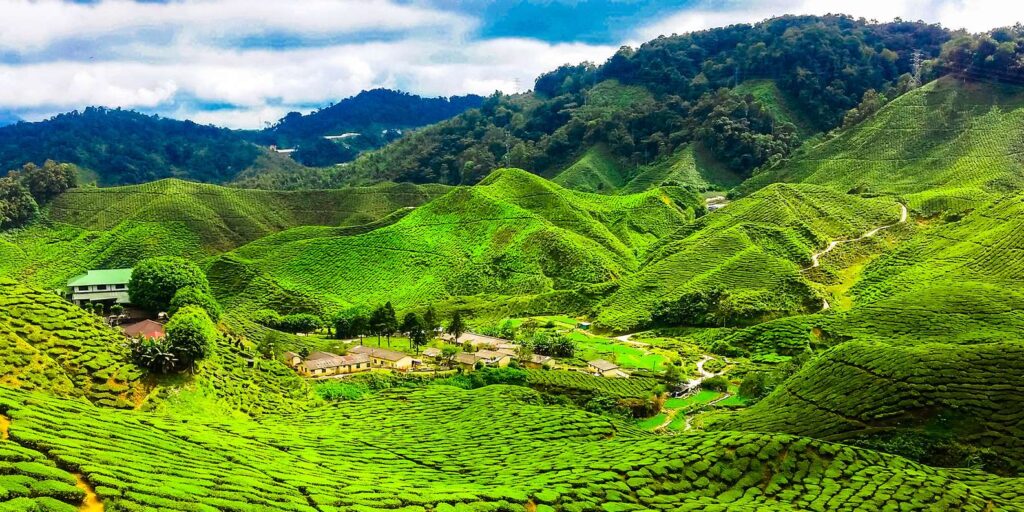 Cameron Highlands and the Cool Escape