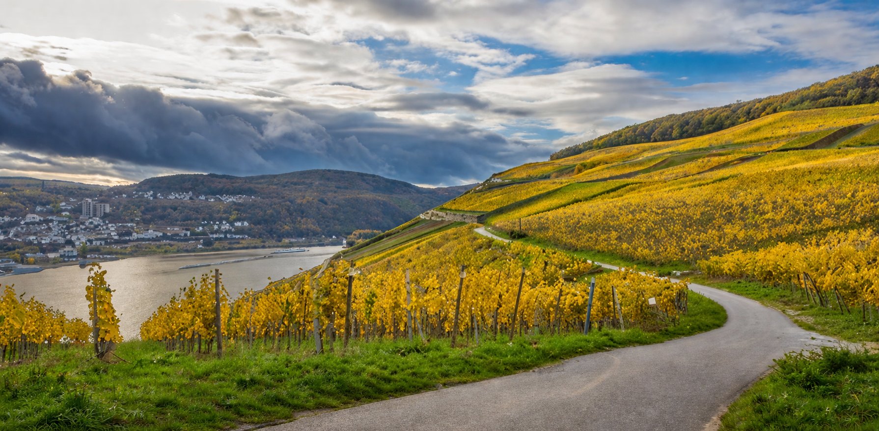 Terraced Riesling vineyards of the Rheingau descending to the Rhine river with medieval castle ruins on hilltop in warm autumn golden light, German wine country photography