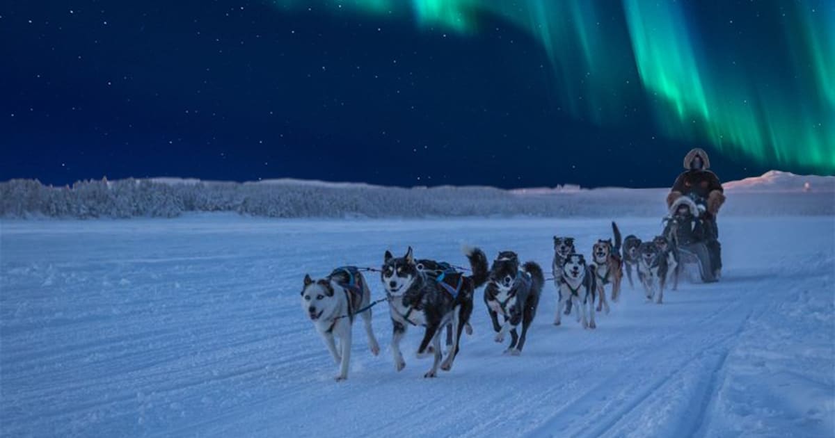 Dog sled team running across frozen Arctic fjord near Kirkenes Norway with northern lights faintly visible above snow-covered birch forest and wide open horizon, winter expedition photography