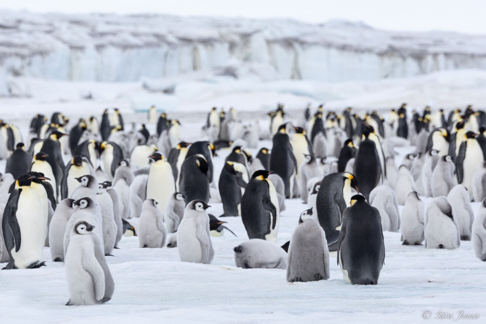 Gentoo penguin colony on rocky South Shetland island shore with turquoise glacial water behind and volcanic terrain, expedition zodiac approaching beach, Antarctic wildlife photography