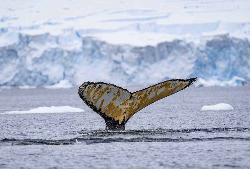 Humpback whale tail fluke rising from calm Antarctic water with icebergs and snowy mountains in background, soft polar light, Southern Ocean wildlife expedition photography