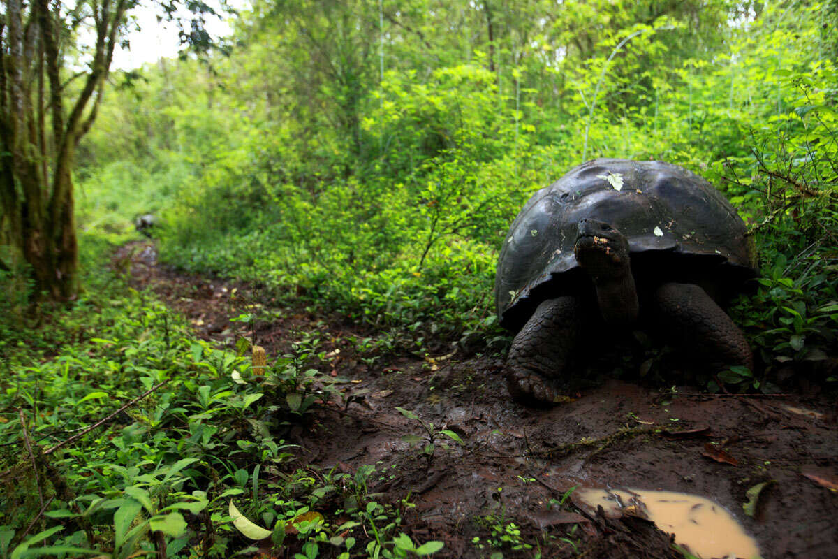 Giant Galápagos tortoise walking through lush highland vegetation on Santa Cruz island with misty green hills behind, endemic wildlife close-up, naturalist expedition photography