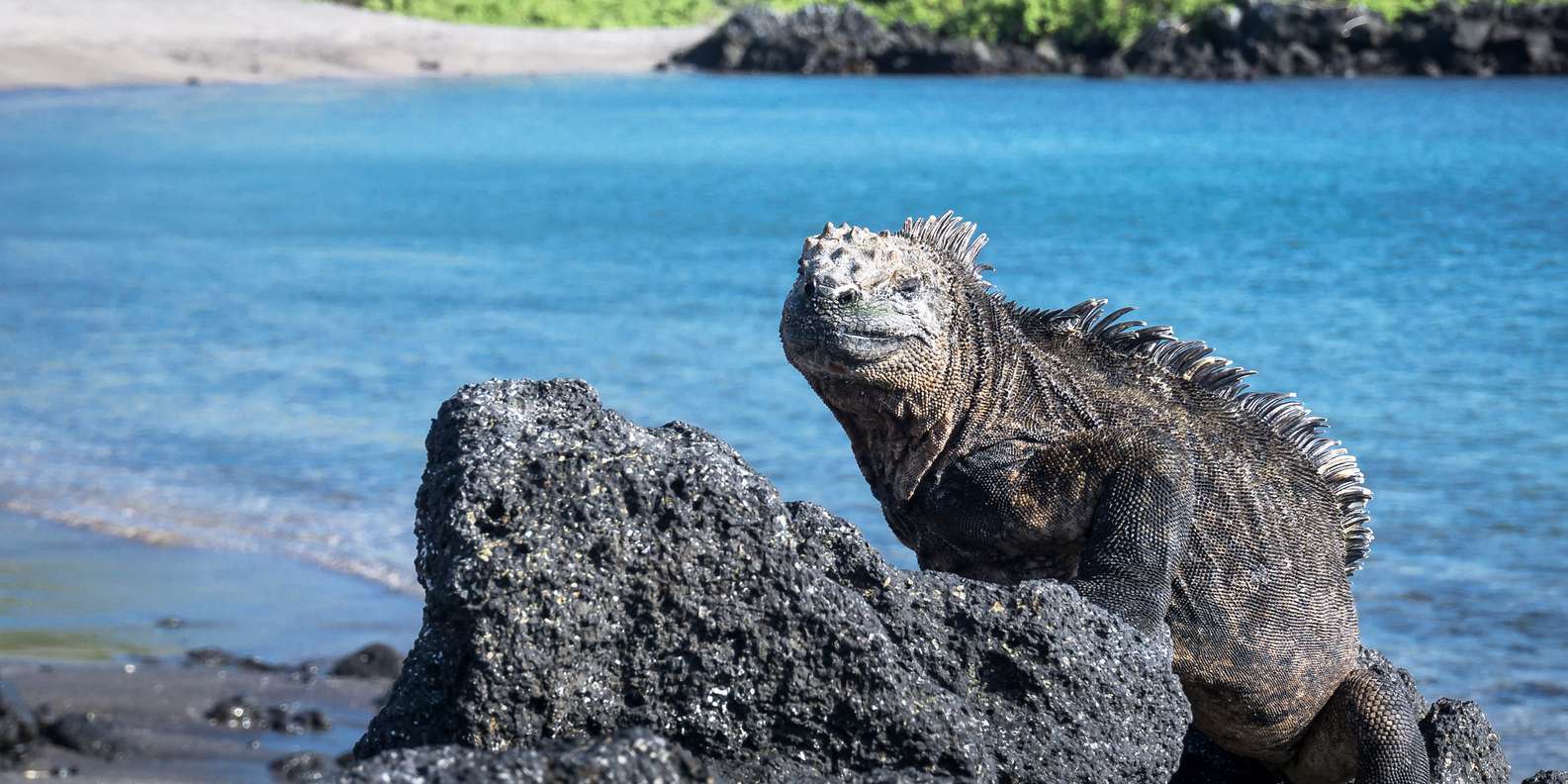 Isabela Island Galápagos volcanic landscape with marine iguanas basking on black lava rocks and turquoise Pacific water, expedition zodiac in middle distance, equatorial wildlife photography