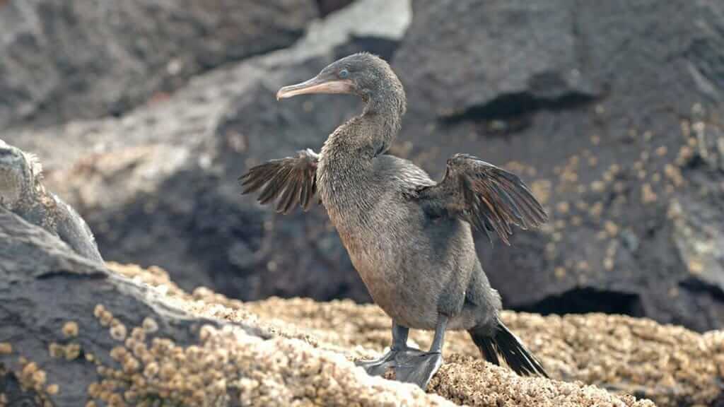 Fernandina Island Galápagos with flightless cormorants drying wings on volcanic rocks and active volcano in background, untouched pristine volcanic landscape, wildlife expedition photography