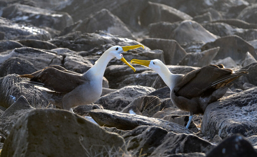 Waved albatross courtship dance on Española Island Galápagos with pair of large seabirds performing ritual on rocky cliff edge above Pacific Ocean, endemic species wildlife photography