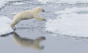Svalbard Polar Bear Voyage: Arctic Expedition (10 Days)