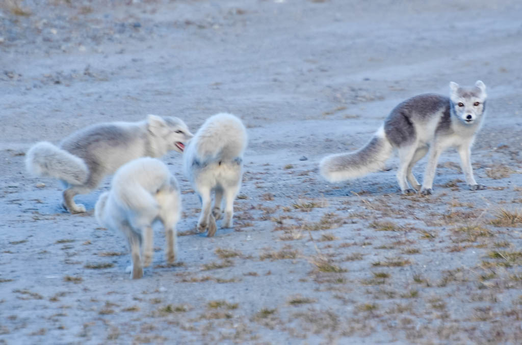 Arctic fox in white summer coat walking across tundra flowers on Svalbard coast with fjord and glacier visible behind, soft polar summer light, Arctic wildlife close-up photography
