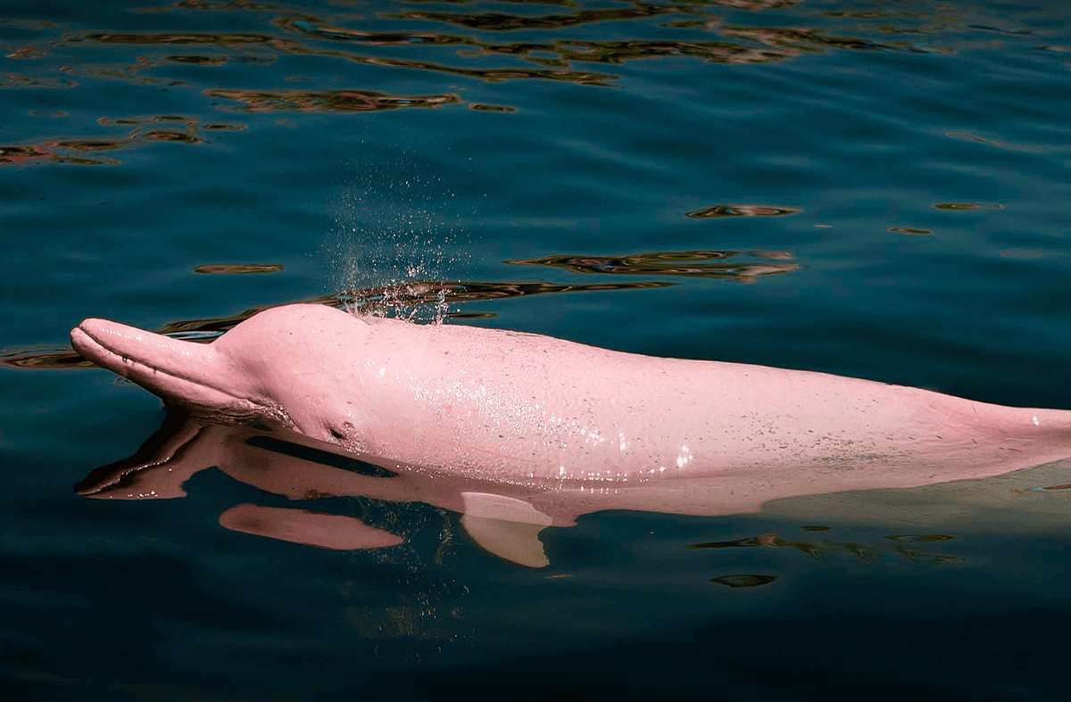 Pink river dolphin surfacing in dark Amazon water near expedition skiff with lush rainforest background and naturalist guide pointing, golden morning light, Brazilian Amazon wildlife photography