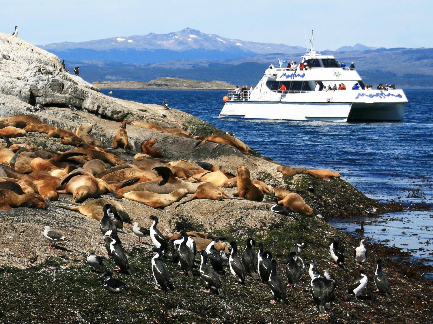 Beagle Channel passage between forested Tierra del Fuego mountains with sea lions resting on rocky outcrops and expedition ship transiting calm dark water, warm Patagonian summer light, wildlife travel photography