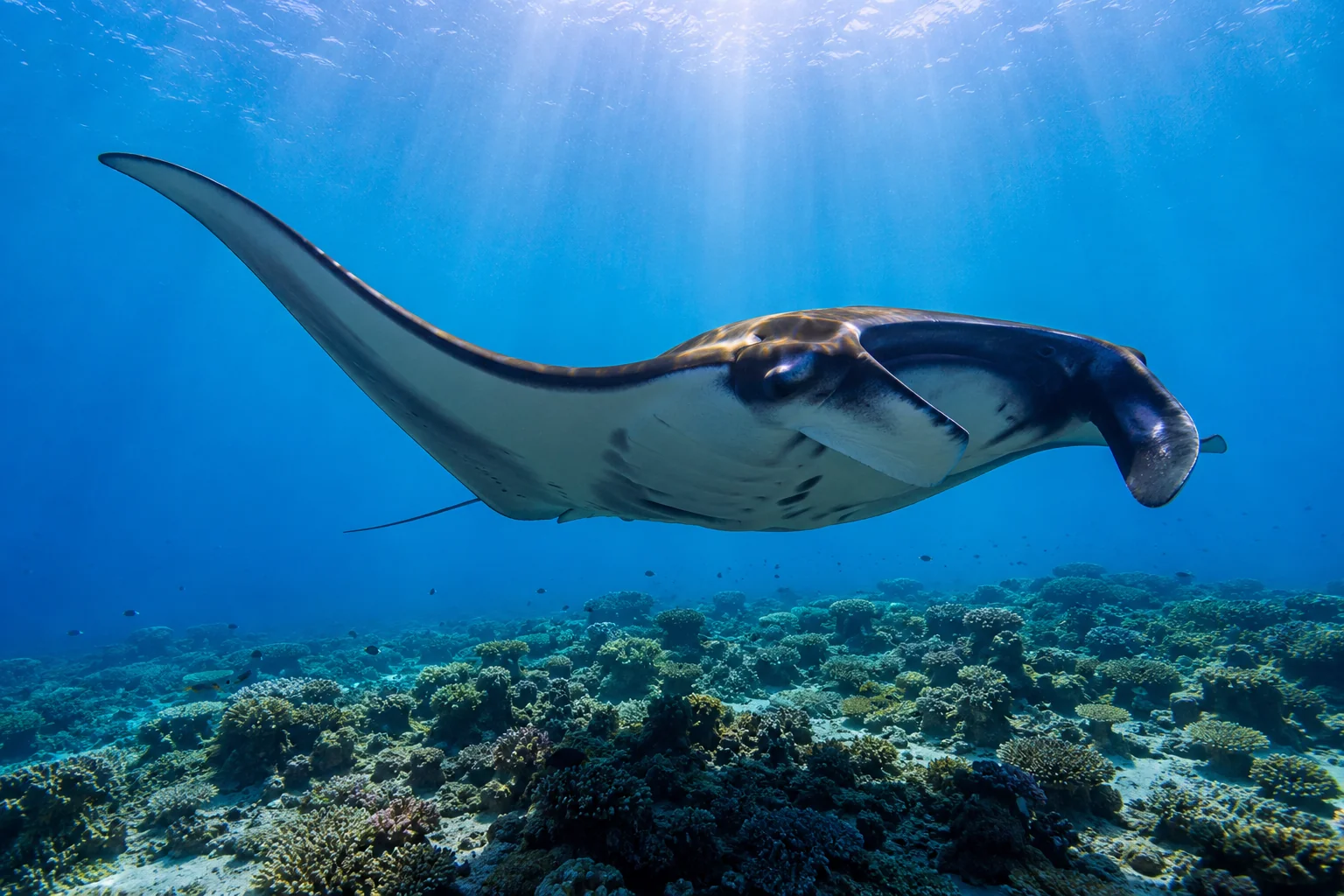 Manta ray gliding through clear blue water above coral reef in Baa Atoll Maldives, underwater wildlife travel photography