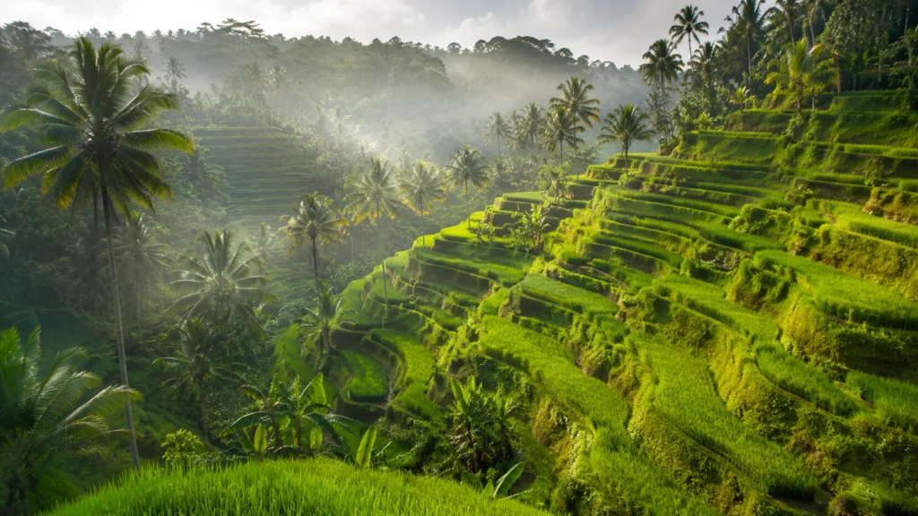 Aerial view of Tegallalang rice terraces Bali with layered green paddies palm trees and morning mist in valley, lush tropical