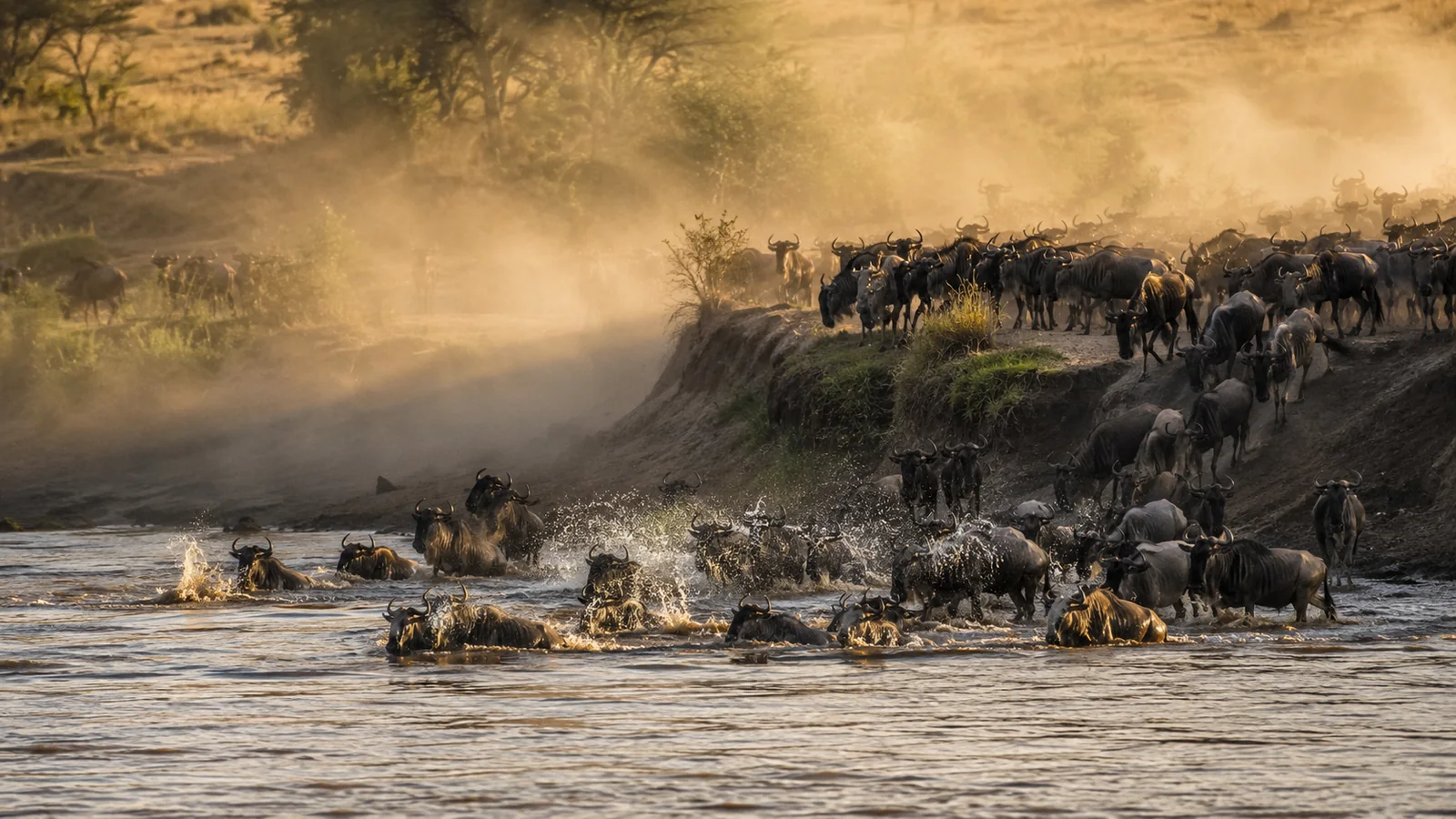 Wildebeest herds crossing the Mara River in Kenya's Masai Mara with dust and splashing water at golden hour, dramatic wildlife travel photography