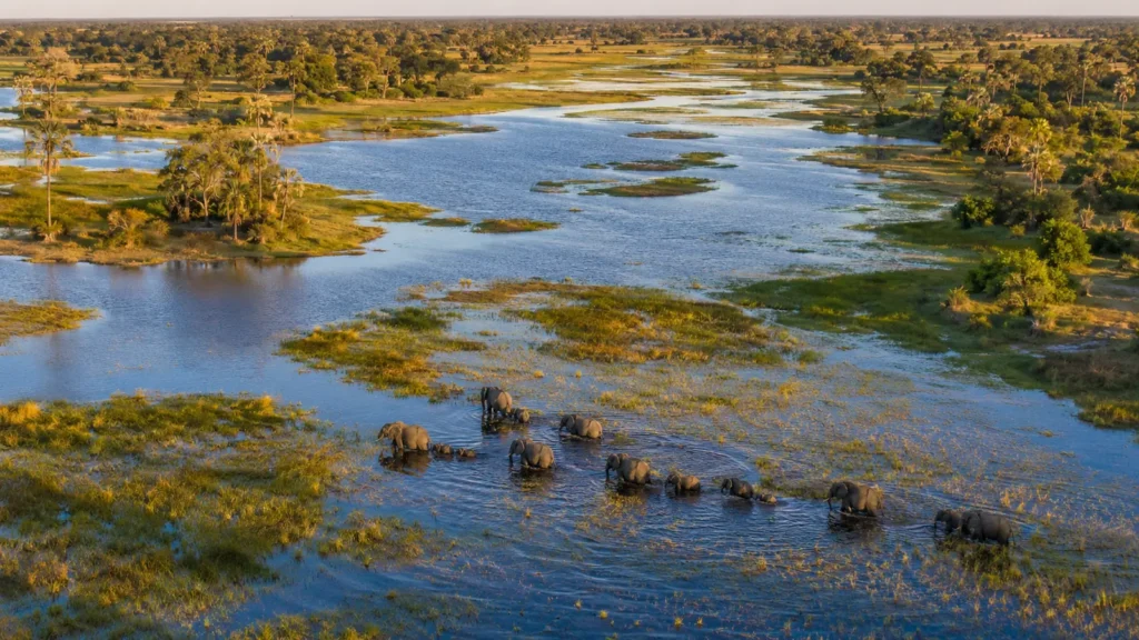 Botswana safari — aerial view of the Okavango Delta with winding channels, green islands and a herd of elephants crossing the