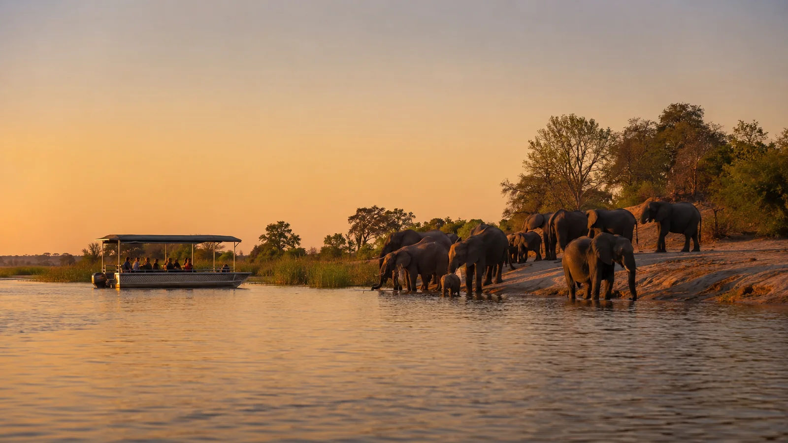 Large herd of elephants gathered at the edge of the Chobe River in Botswana at sunset with a safari boat nearby, warm amber light, wildlife travel photography