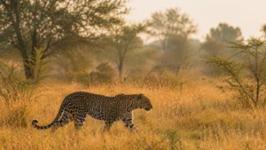 South Africa Safari: Kruger, Sabi Sands & the Cape