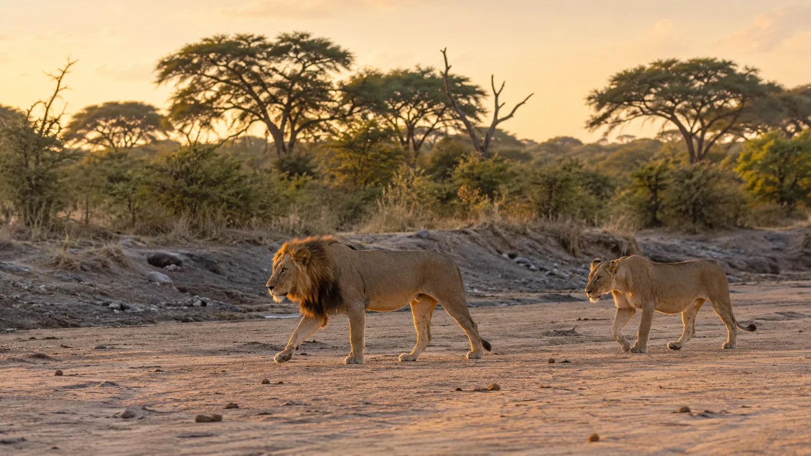Two lions walking across a dry riverbed in the greater Kruger at sunrise with soft light and acacia trees behind, wildlife safari travel photography