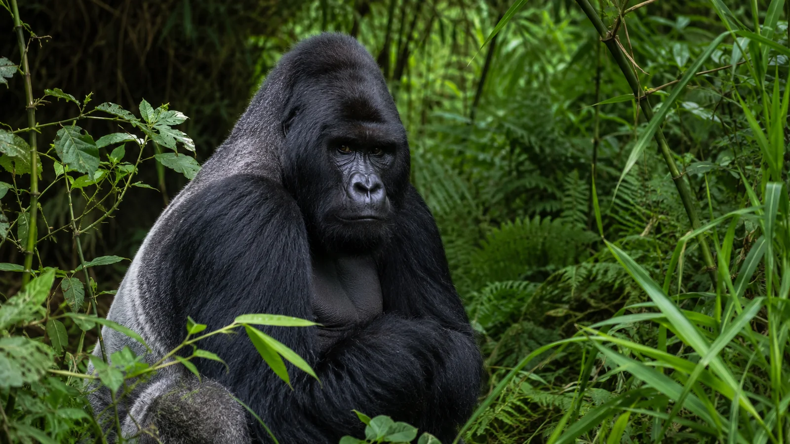 Silverback mountain gorilla sitting among dense green vegetation in Volcanoes National Park Rwanda with soft forest light, intimate wildlife travel photography