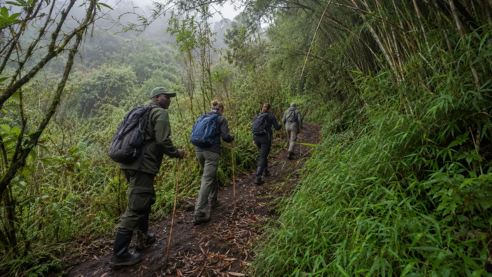 Small group of trekkers with a guide hiking up a misty forested slope in Volcanoes National Park Rwanda surrounded by bamboo and cloud, adventure travel photography