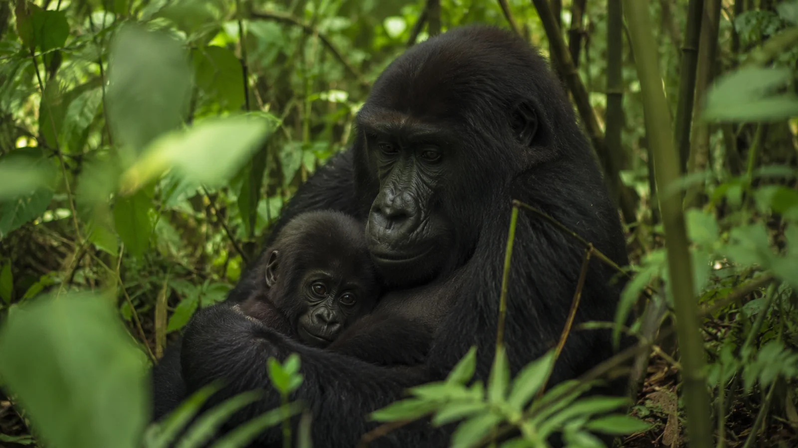 Mother mountain gorilla cradling an infant in dense green forest in Rwanda with dappled light, tender wildlife travel photography