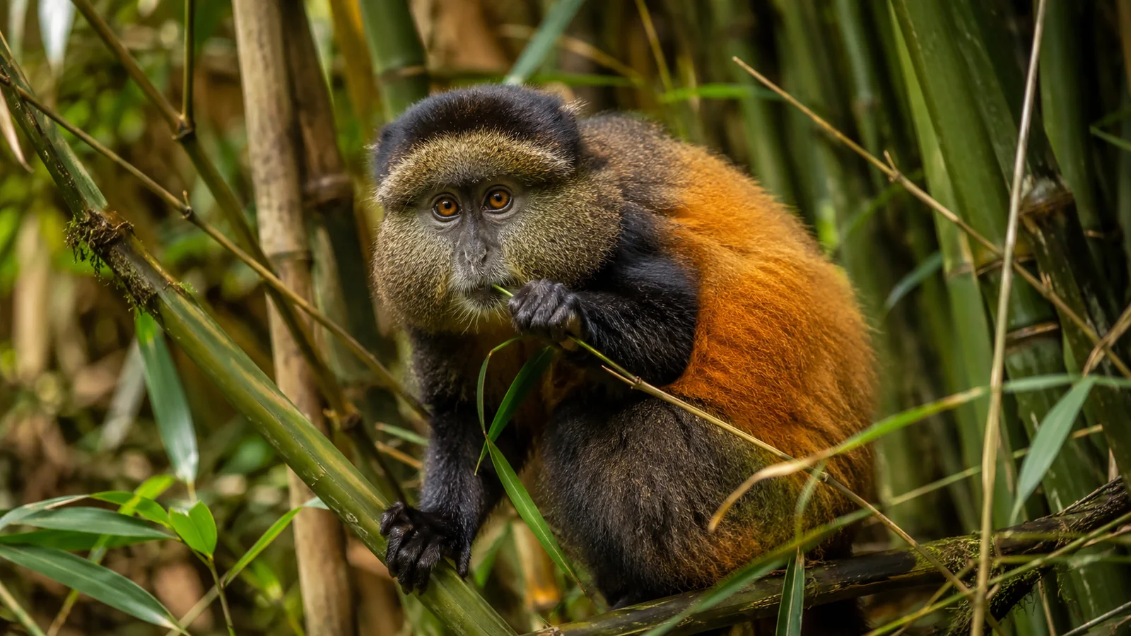 Golden monkey perched in a bamboo forest in Rwanda with bright eyes and orange fur catching the light, vivid wildlife travel photography