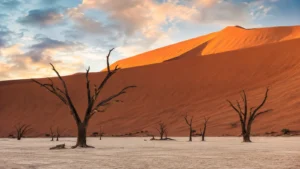 Namibia Safari: Sossusvlei, Etosha & the Skeleton Coast