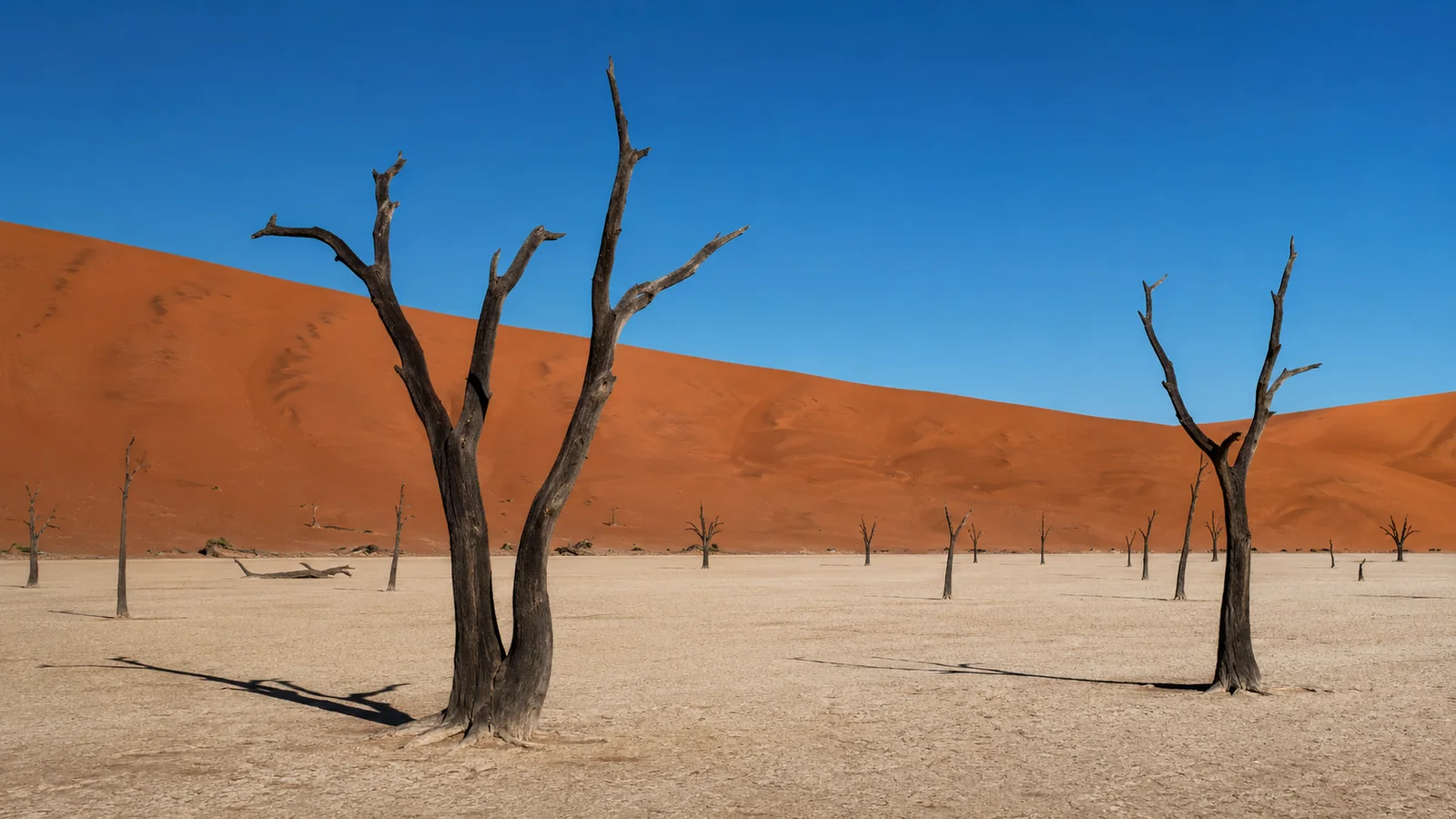 Dead camel thorn trees on the white clay pan of Deadvlei Namibia against towering orange dunes and deep blue sky, surreal desert travel photography