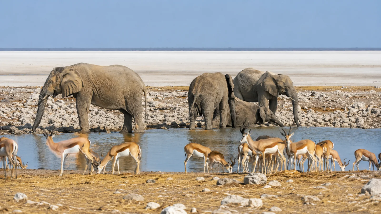 Elephants and springbok gathered at a waterhole in Etosha National Park Namibia with the white salt pan behind, warm daylight, wildlife safari photography