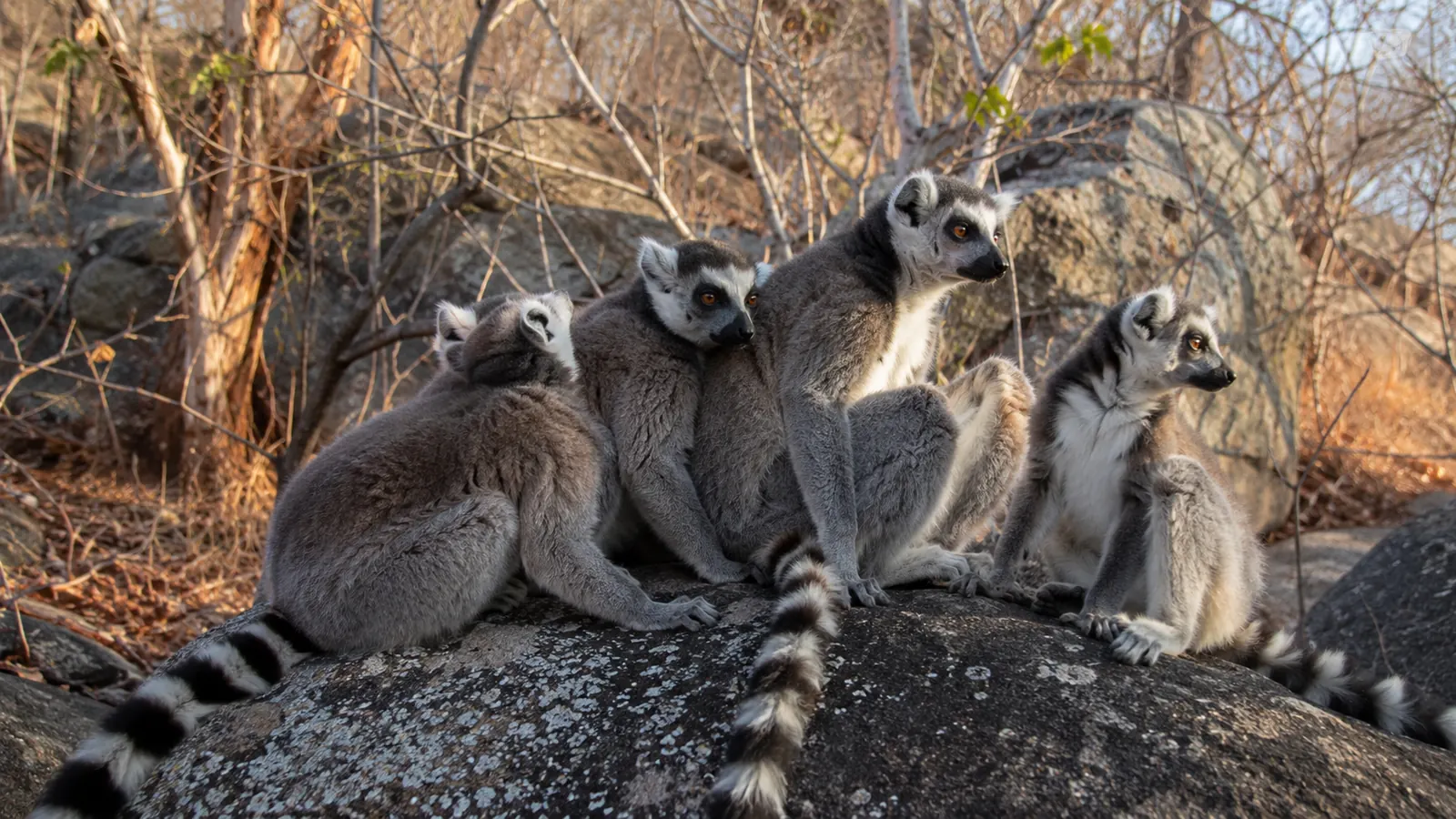 Ring-tailed lemurs sitting together on a rock in a dry forest in Madagascar with morning light, endemic wildlife travel photography