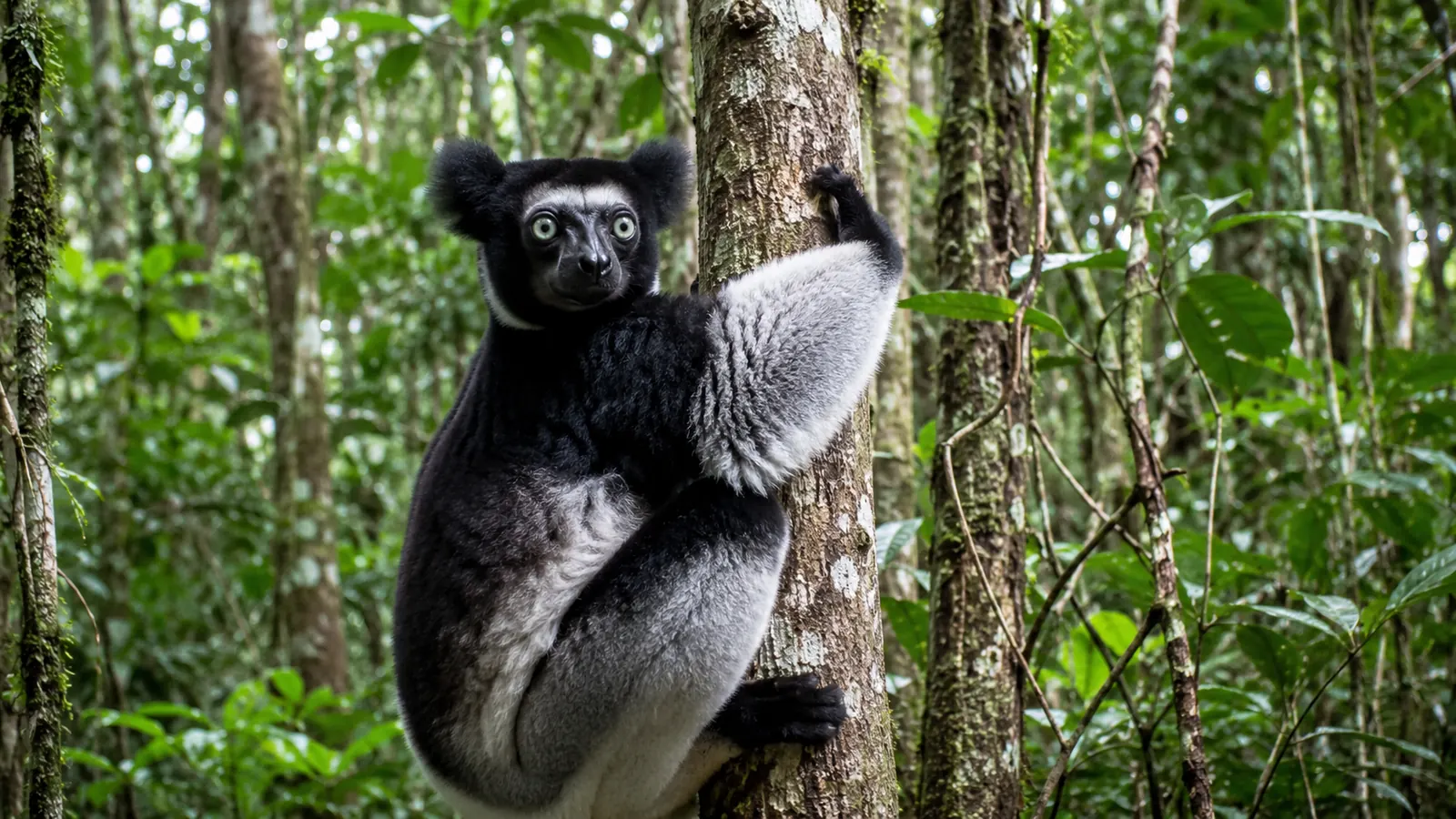 Indri lemur clinging to a tree trunk in the rainforest of Andasibe Madagascar with green foliage around, vivid wildlife travel photography