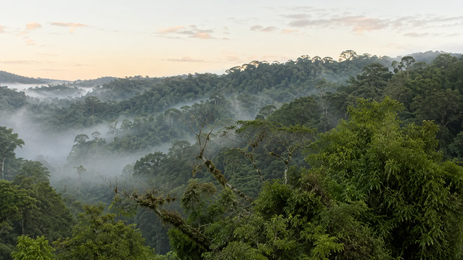 Lush green rainforest canopy with mist in Ranomafana National Park Madagascar at dawn, atmospheric nature travel photography