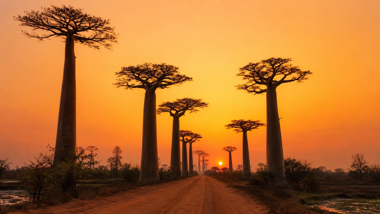 Avenue of the Baobabs in western Madagascar at sunset with tall baobab trees silhouetted against an orange sky, iconic travel photography