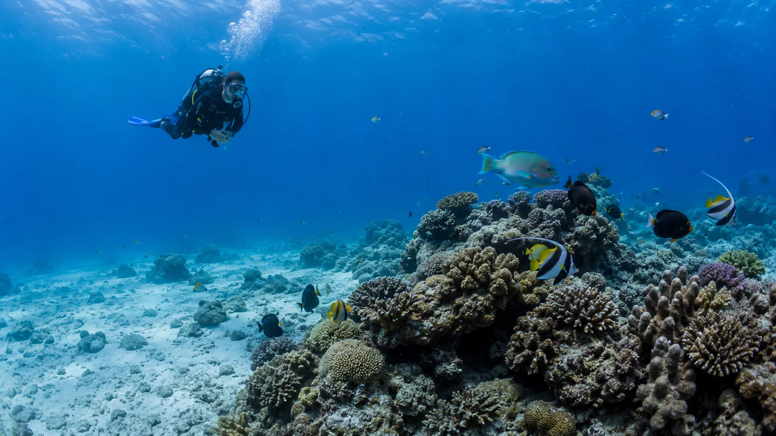 Diver swimming above a vibrant coral reef with tropical fish in clear blue water off Mozambique, underwater marine travel photography