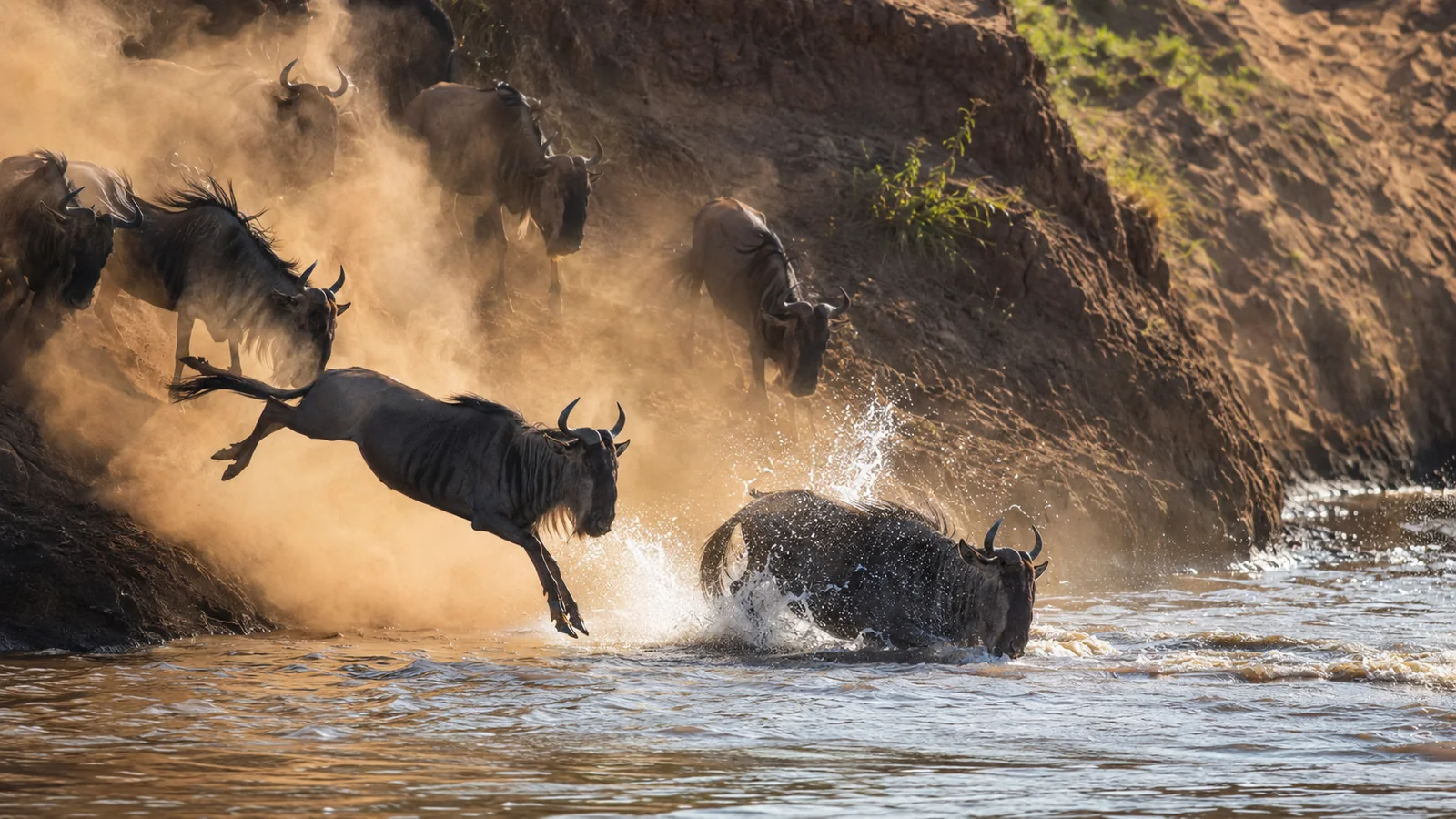 Wildebeest leaping into the Mara River during a mass crossing with splashing water and dust clouds in warm afternoon light, iconic Great Migration photography