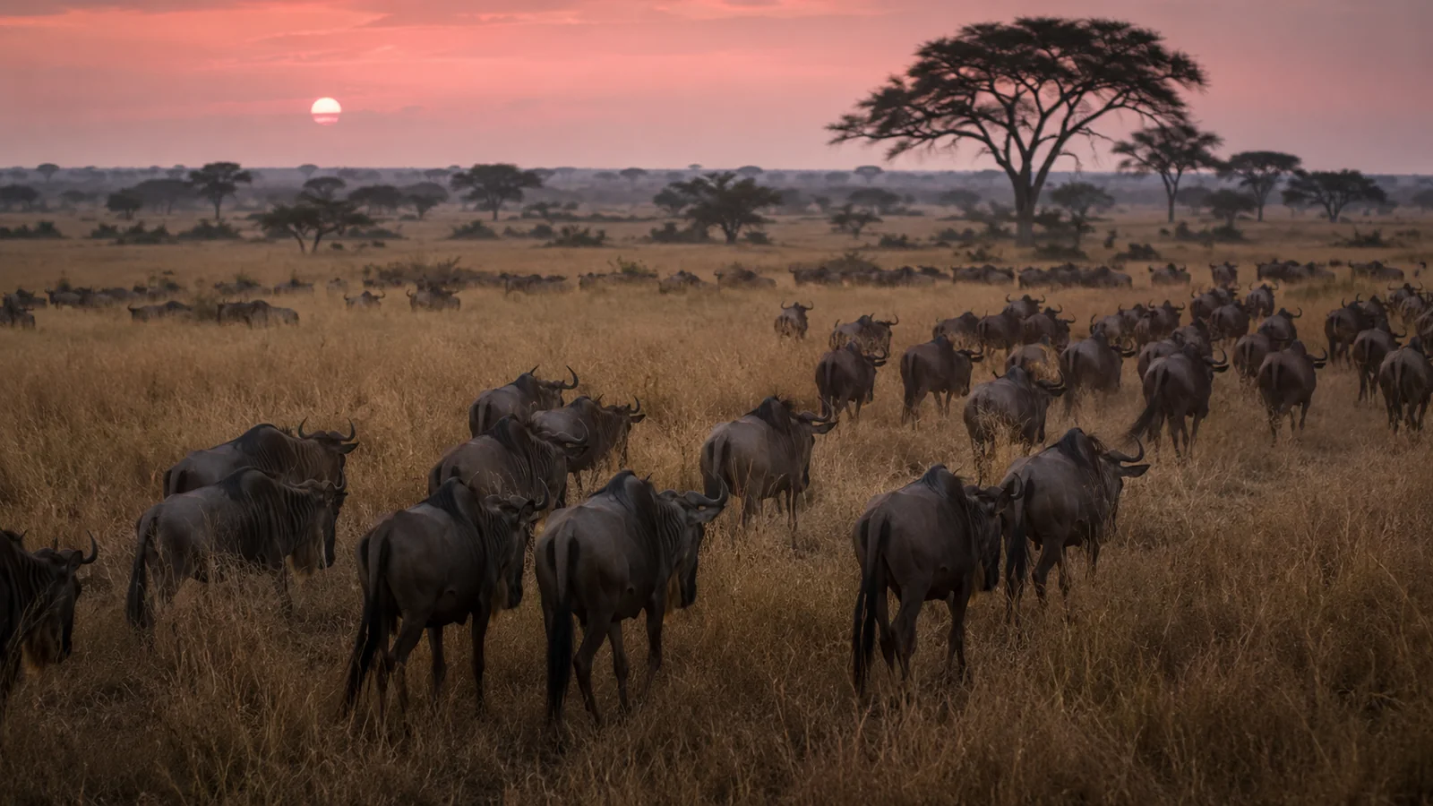 Wildebeest herd moving through golden grassland in the eastern Serengeti at dusk with acacia silhouettes and soft pink sky, migration return photography