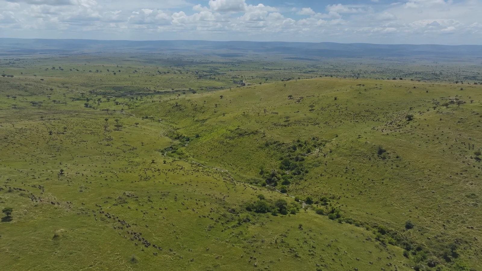 Aerial view of the vast Serengeti-Mara ecosystem with rolling green hills and scattered wildebeest herds stretching to the horizon, luxury safari aerial photography