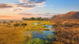Kenya vs Botswana vs South Africa: Which Safari?