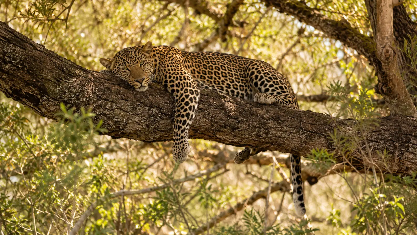 Leopard resting on a branch in the Sabi Sands with dappled golden light filtering through the bush, intimate Big Five wildlife safari photography