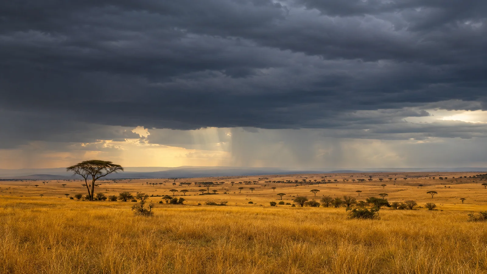 Wide golden savannah of the Masai Mara stretching to the horizon with scattered acacia trees and dramatic storm clouds, iconic African landscape safari photography