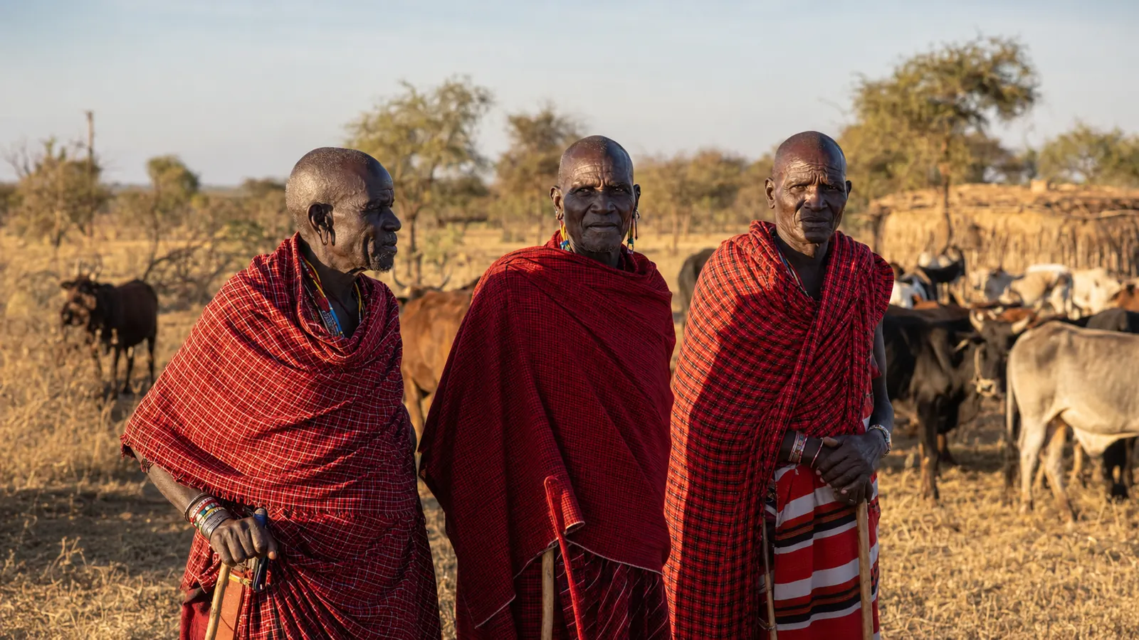 Maasai elders in traditional red shukas standing on the open plains near Amboseli with their homestead and cattle in the background, warm afternoon light, cultural travel photography