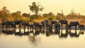 Chobe National Park: Africa’s Elephant Capital