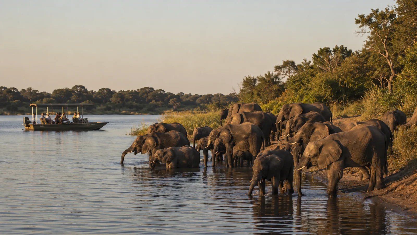 Massive herd of elephants drinking and bathing along the Chobe River at golden hour with a safari boat nearby, warm amber light, wildlife travel photography