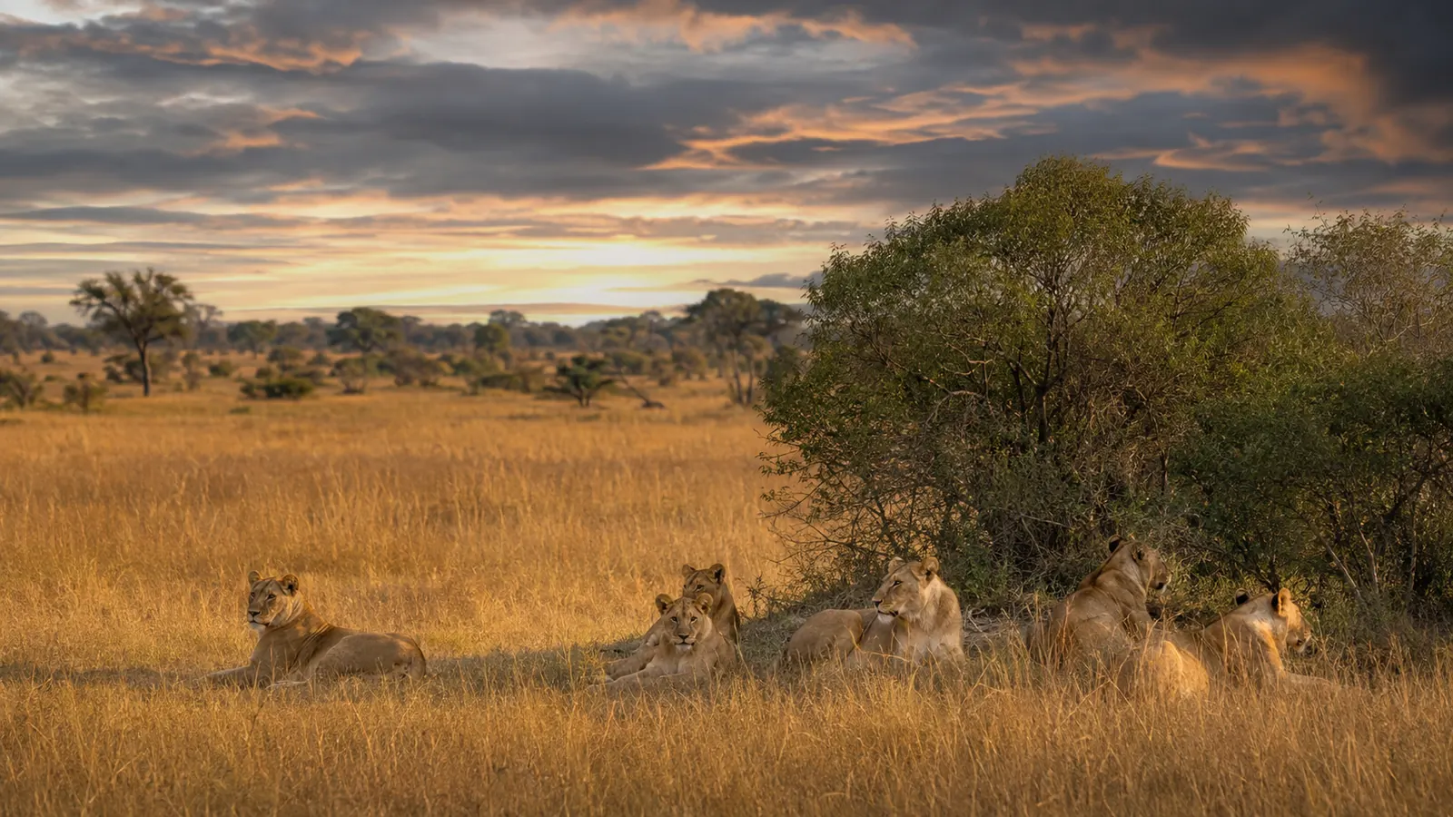 Lion pride resting in golden grass on the Savuti plains of Chobe with a dramatic sky and scattered bushveld, predator safari photography