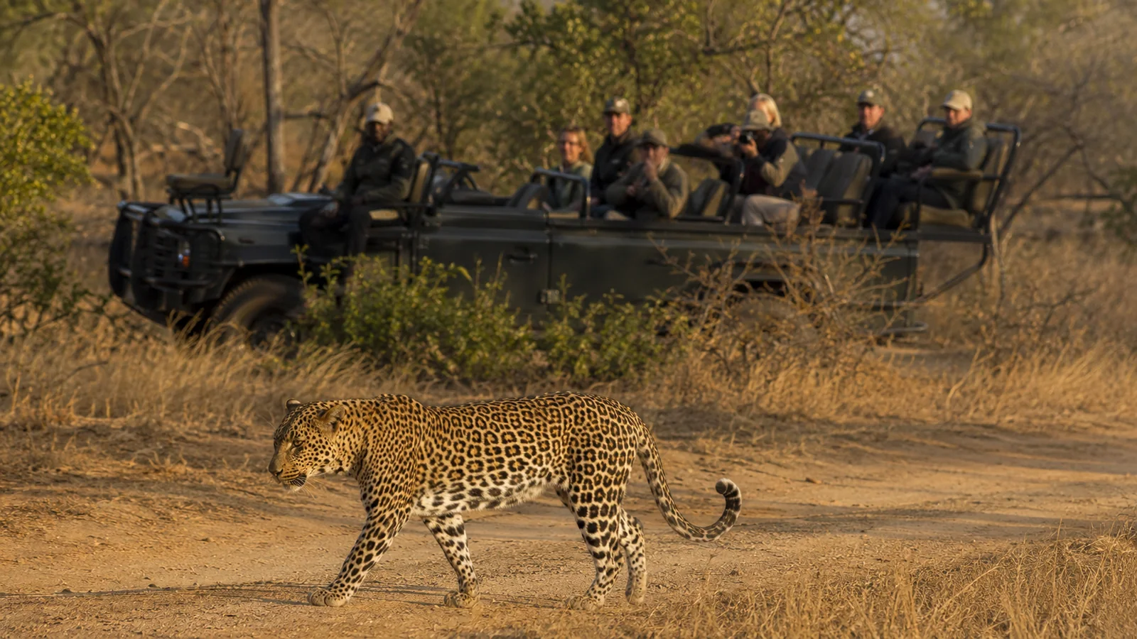 Safari vehicle on a game drive in the Sabi Sands with a leopard in the foreground and the South African bushveld behind, luxury wildlife safari travel photography
