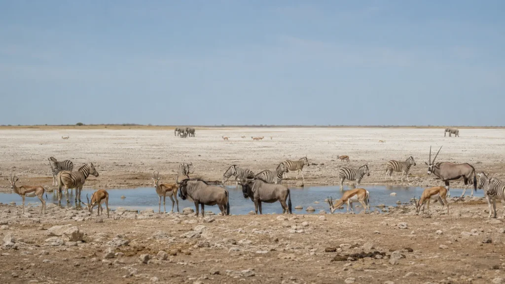 Etosha National Park — wide view of the white salt pan with wildlife gathered at a waterhole in the foreground and vast Namib