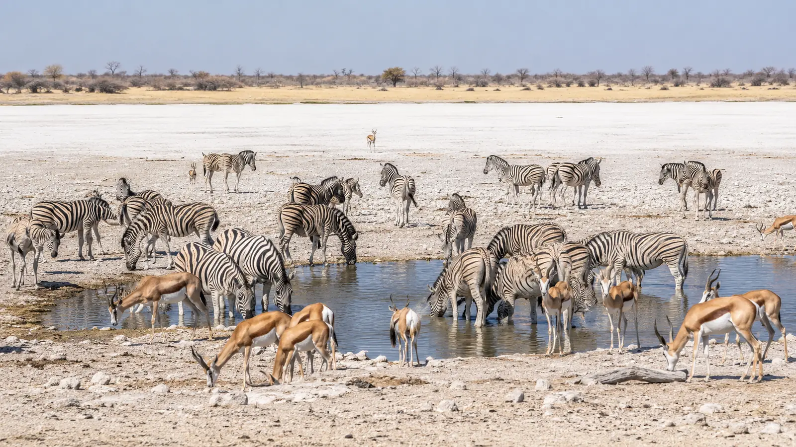 Large herd of zebras and springbok gathered around a sunlit waterhole in Etosha with the white salt pan stretching behind, Namibia safari travel photography