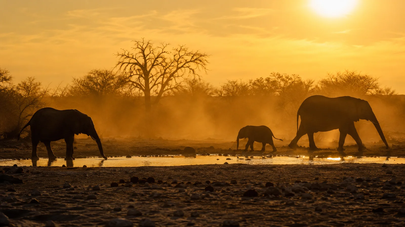Elephants silhouetted against a dusty golden sunset at a waterhole in Etosha National Park Namibia with dry bush and pale sky, dramatic safari photography