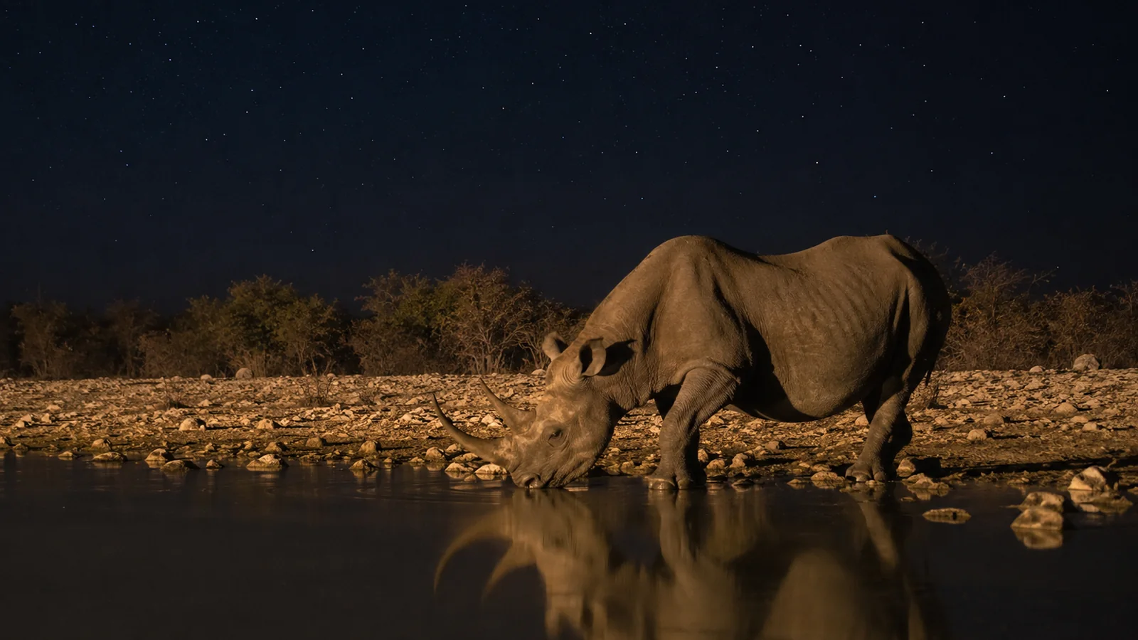 Black rhinoceros drinking at a floodlit waterhole at night in Etosha Namibia with stars visible above, atmospheric nocturnal wildlife safari photography